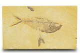 Detailed Fossil Fish (Diplomystus) - Wyoming #329548-1